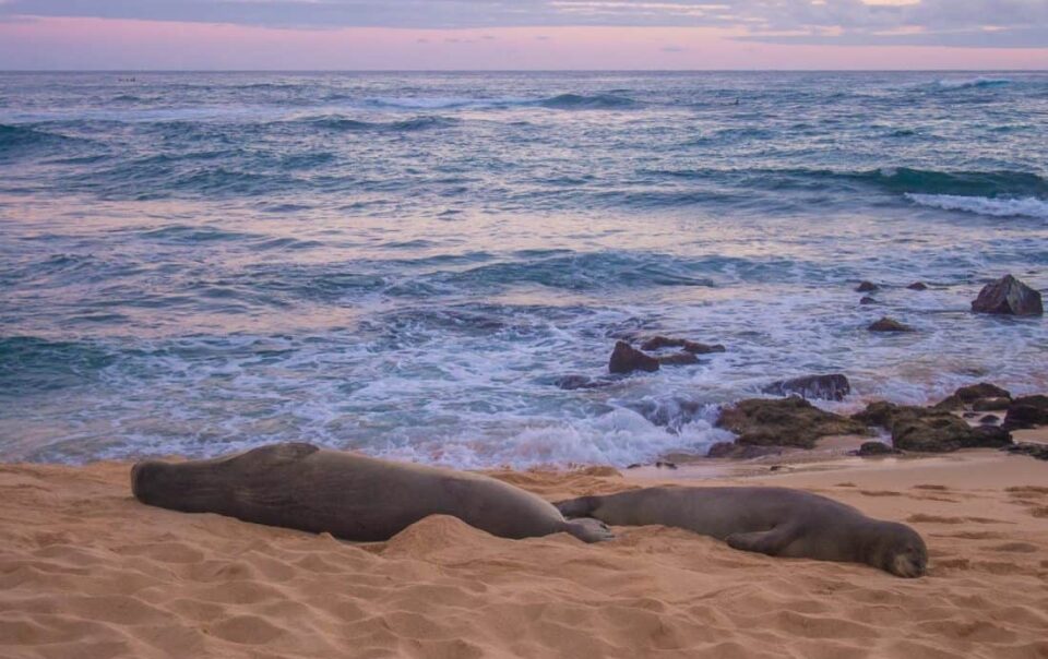 See Turtles and Seals on Poipu Beach
